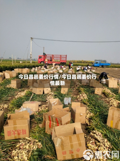 今日昌邑姜价行情/今日昌邑姜价行情最新-第2张图片