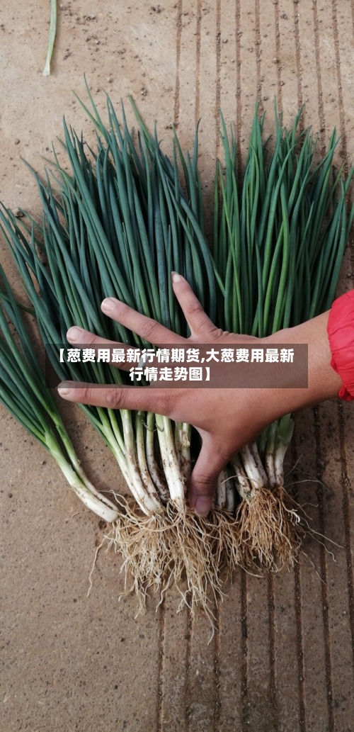 【葱费用最新行情期货,大葱费用最新行情走势图】-第2张图片