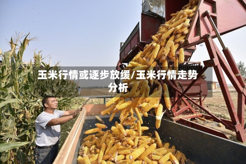 玉米行情或逐步放缓/玉米行情走势分析-第1张图片