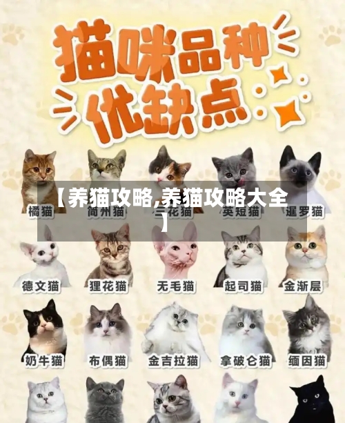 【养猫攻略,养猫攻略大全】