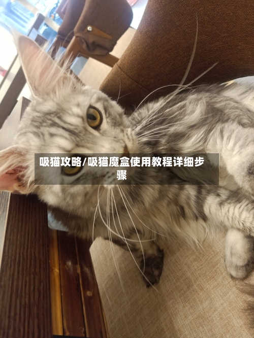 吸猫攻略/吸猫魔盒使用教程详细步骤