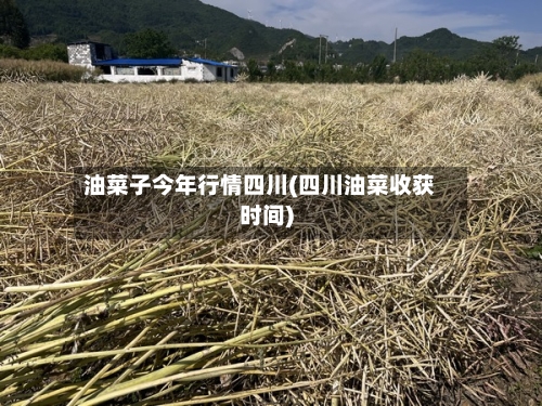 油菜子今年行情四川(四川油菜收获时间)-第2张图片