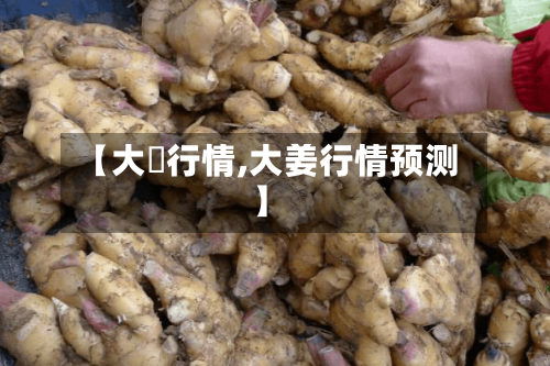 【大祘行情,大姜行情预测】-第3张图片