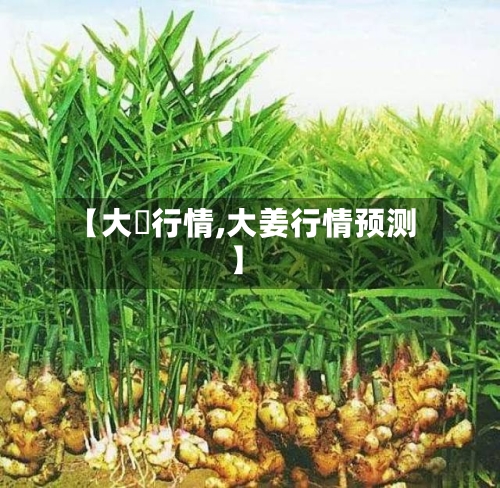 【大祘行情,大姜行情预测】-第2张图片