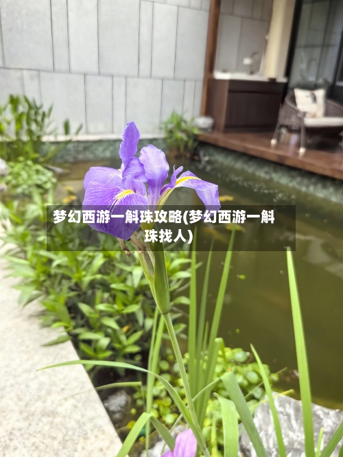 梦幻西游一斛珠攻略(梦幻西游一斛珠找人)