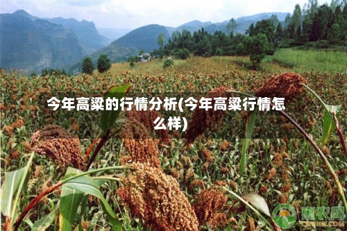 今年高粱的行情分析(今年高粱行情怎么样)