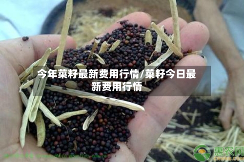 今年菜籽最新费用行情/菜籽今日最新费用行情-第2张图片