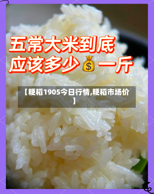 【粳稻1905今日行情,粳稻市场价】