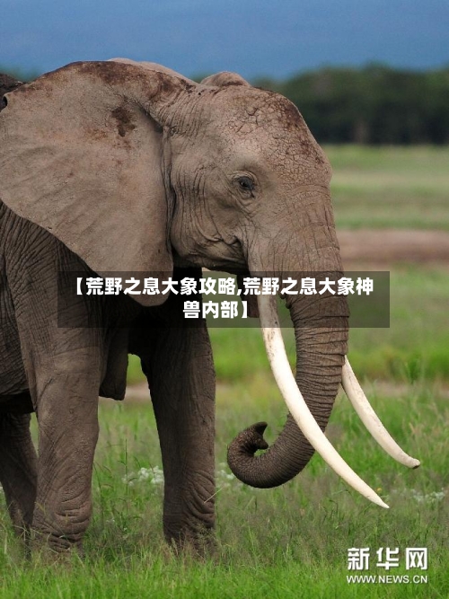 【荒野之息大象攻略,荒野之息大象神兽内部】-第2张图片