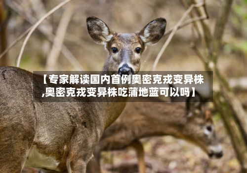 【专家解读国内首例奥密克戎变异株,奥密克戎变异株吃蒲地蓝可以吗】-第2张图片