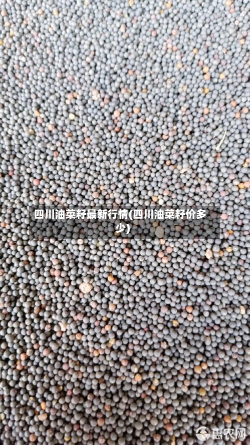四川油菜籽最新行情(四川油菜籽价多少)
