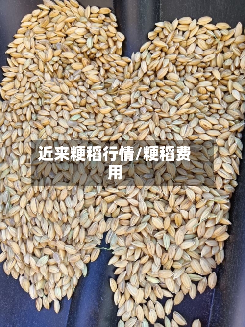 近来粳稻行情/粳稻费用-第1张图片