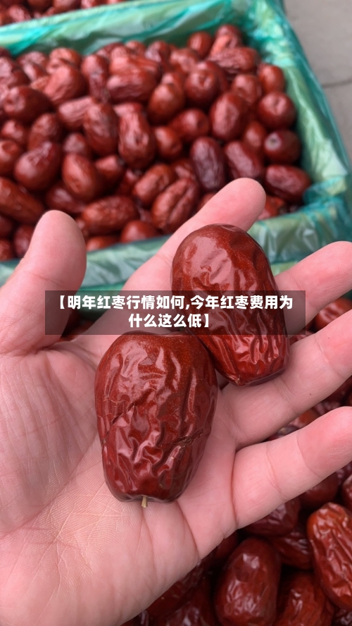【明年红枣行情如何,今年红枣费用为什么这么低】-第1张图片