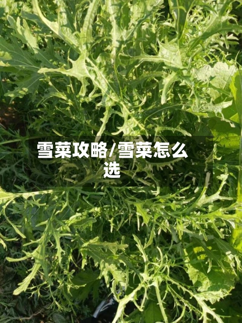 雪菜攻略/雪菜怎么选-第1张图片