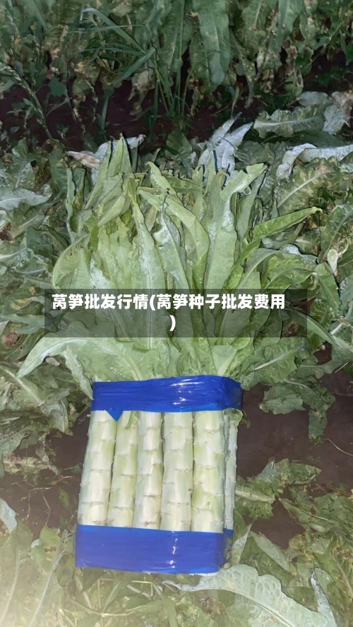 莴笋批发行情(莴笋种子批发费用)