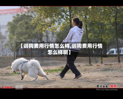 【训狗费用行情怎么样,训狗费用行情怎么样啊】-第2张图片