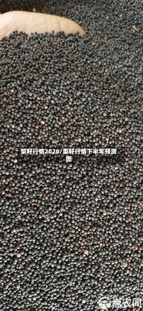 菜籽行情2020/菜籽行情下半年预测图