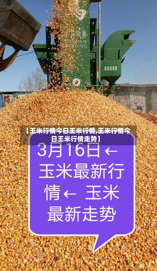 【王米行情今日王米行情,王米行情今日王米行情走势】-第2张图片