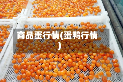 商品蛋行情(蛋鸭行情)-第3张图片