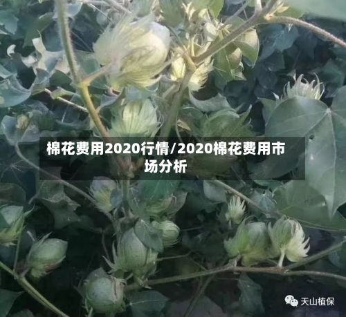 棉花费用2020行情/2020棉花费用市场分析