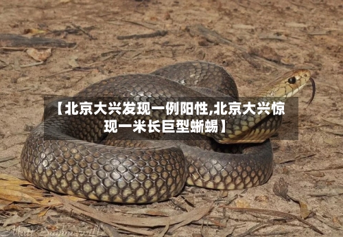 【北京大兴发现一例阳性,北京大兴惊现一米长巨型蜥蜴】-第2张图片