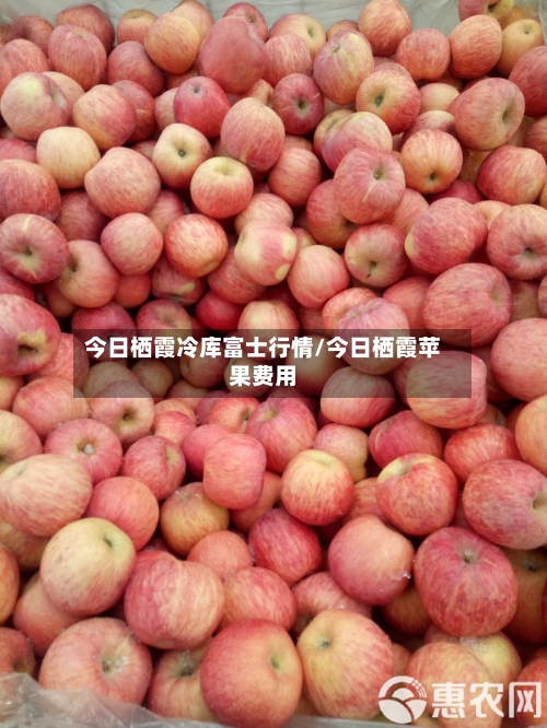 今日栖霞冷库富士行情/今日栖霞苹果费用-第2张图片