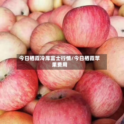 今日栖霞冷库富士行情/今日栖霞苹果费用