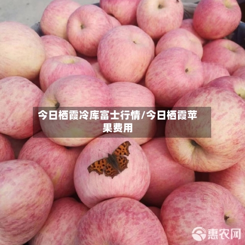 今日栖霞冷库富士行情/今日栖霞苹果费用-第3张图片