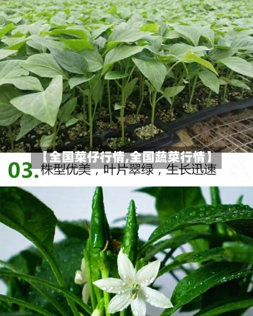 【全国菜仔行情,全国蔬菜行情】