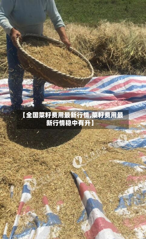 【全国菜籽费用最新行情,菜籽费用最新行情稳中有升】