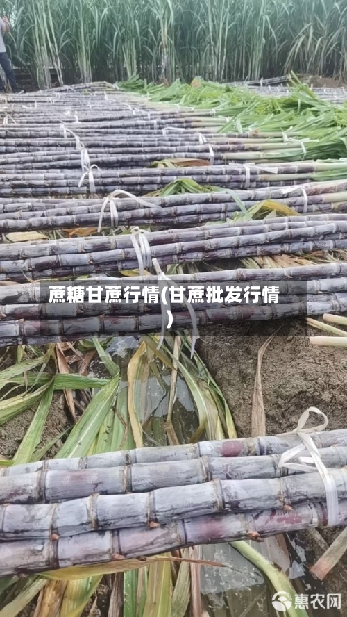 蔗糖甘蔗行情(甘蔗批发行情)