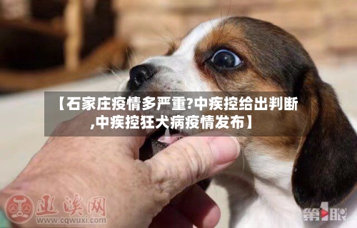 【石家庄疫情多严重?中疾控给出判断,中疾控狂犬病疫情发布】