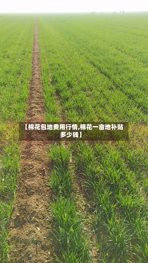 【棉花包地费用行情,棉花一亩地补贴多少钱】-第2张图片