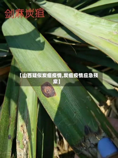 【山西疑似炭疽疫情,炭疽疫情应急预案】