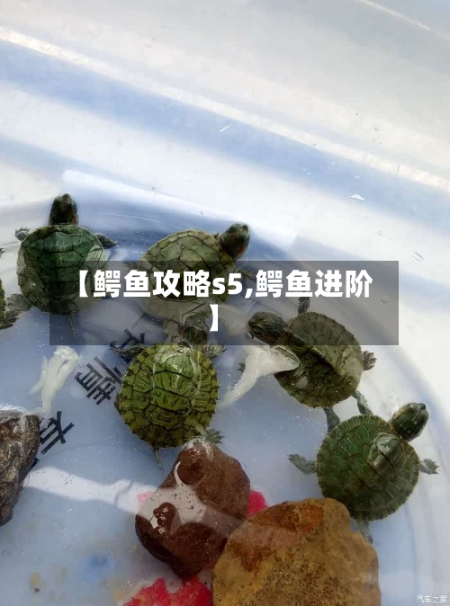 【鳄鱼攻略s5,鳄鱼进阶】