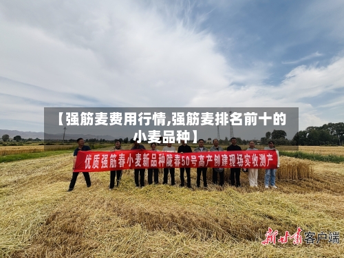 【强筋麦费用行情,强筋麦排名前十的小麦品种】