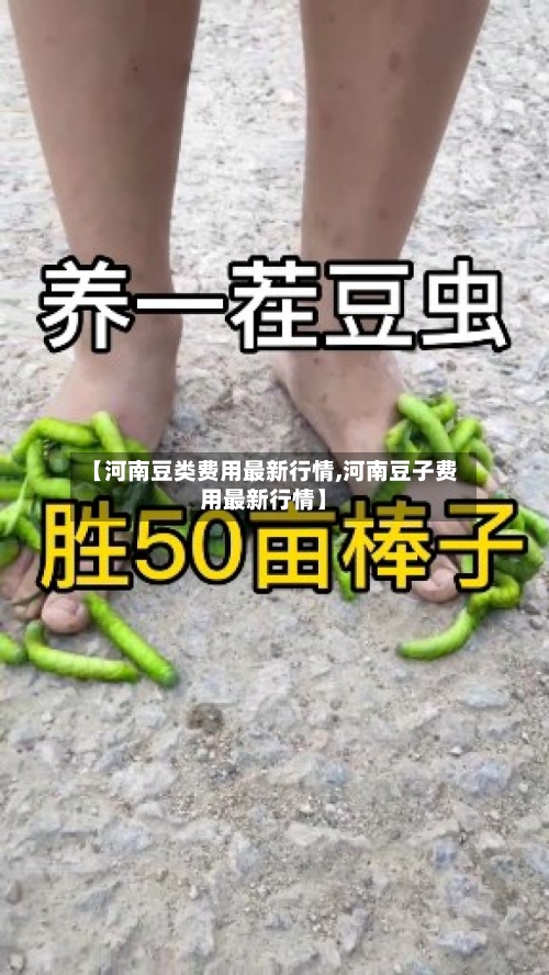 【河南豆类费用最新行情,河南豆子费用最新行情】