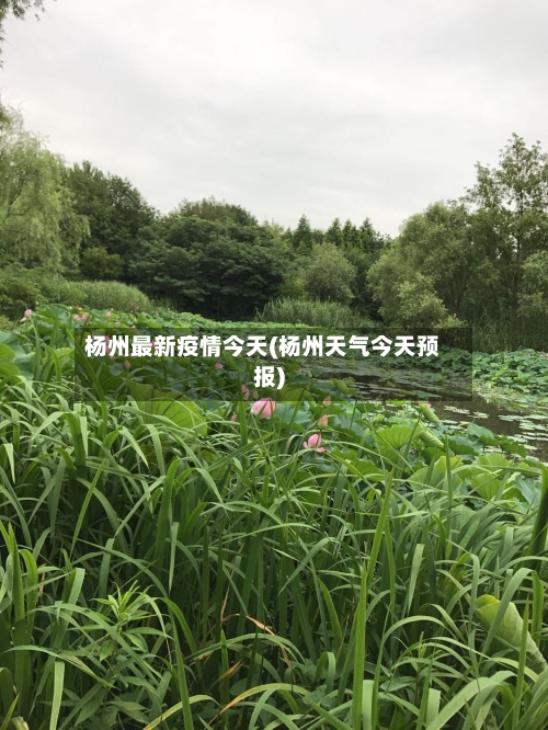 杨州最新疫情今天(杨州天气今天预报)