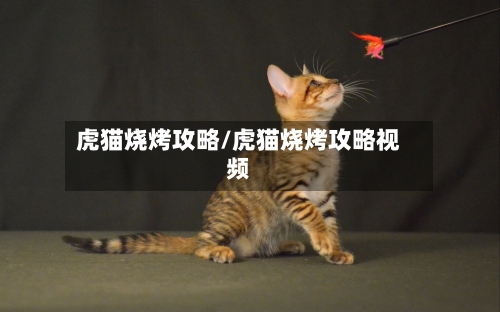 虎猫烧烤攻略/虎猫烧烤攻略视频