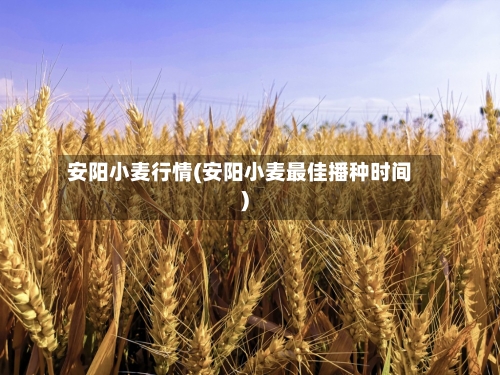 安阳小麦行情(安阳小麦最佳播种时间)