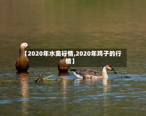【2020年水禽行情,2020年鸡子的行情】