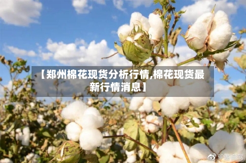 【郑州棉花现货分析行情,棉花现货最新行情消息】-第2张图片