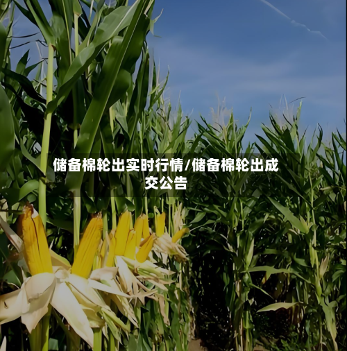 储备棉轮出实时行情/储备棉轮出成交公告-第3张图片