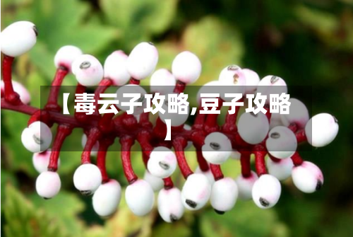 【毒云子攻略,豆子攻略】-第3张图片