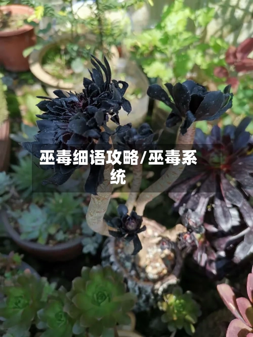 巫毒细语攻略/巫毒系统