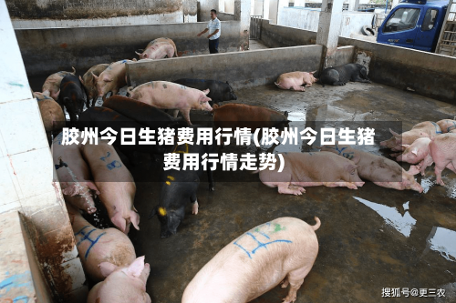 胶州今日生猪费用行情(胶州今日生猪费用行情走势)-第2张图片