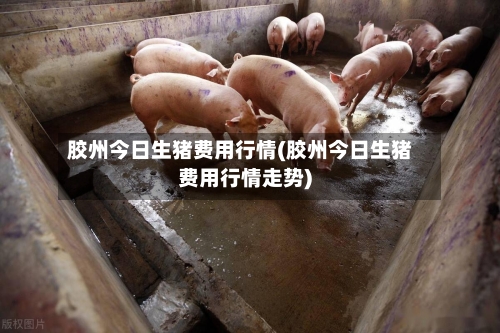 胶州今日生猪费用行情(胶州今日生猪费用行情走势)