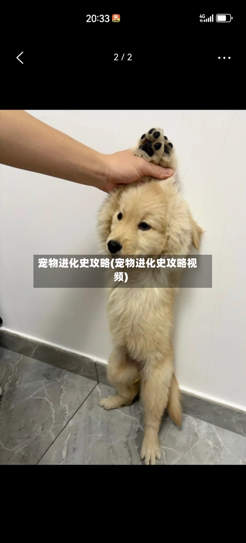 宠物进化史攻略(宠物进化史攻略视频)