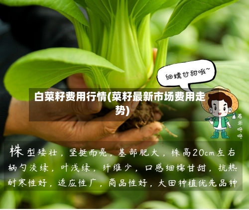 白菜籽费用行情(菜籽最新市场费用走势)