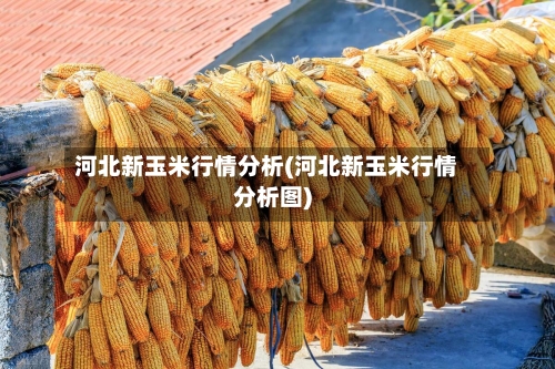 河北新玉米行情分析(河北新玉米行情分析图)
